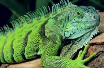 How to Set Up a Proper Heating System for Your Reptile’s Habitat