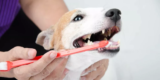 What Are the Best Products for Dog Dental Care?